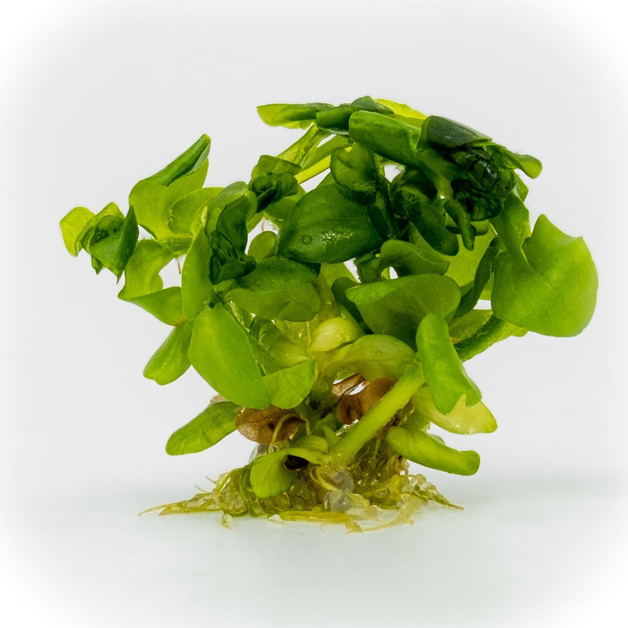 Bacopa amplexicaulis EXVITRO