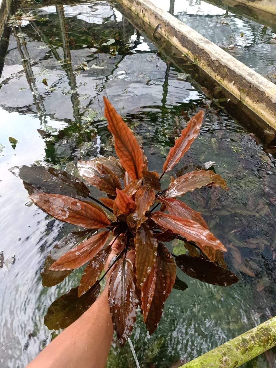 Lagenandra keralensis ADET