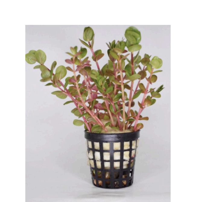 Rotala macrandra mini pink SAKSI