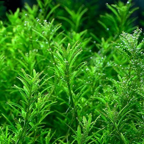 Rotala wayanad İTHAL BUKET