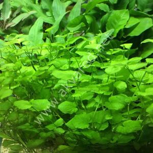 Cardamine lyrata EXVITRO