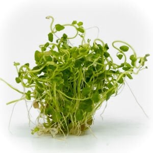 Cardamine lyrata EXVITRO