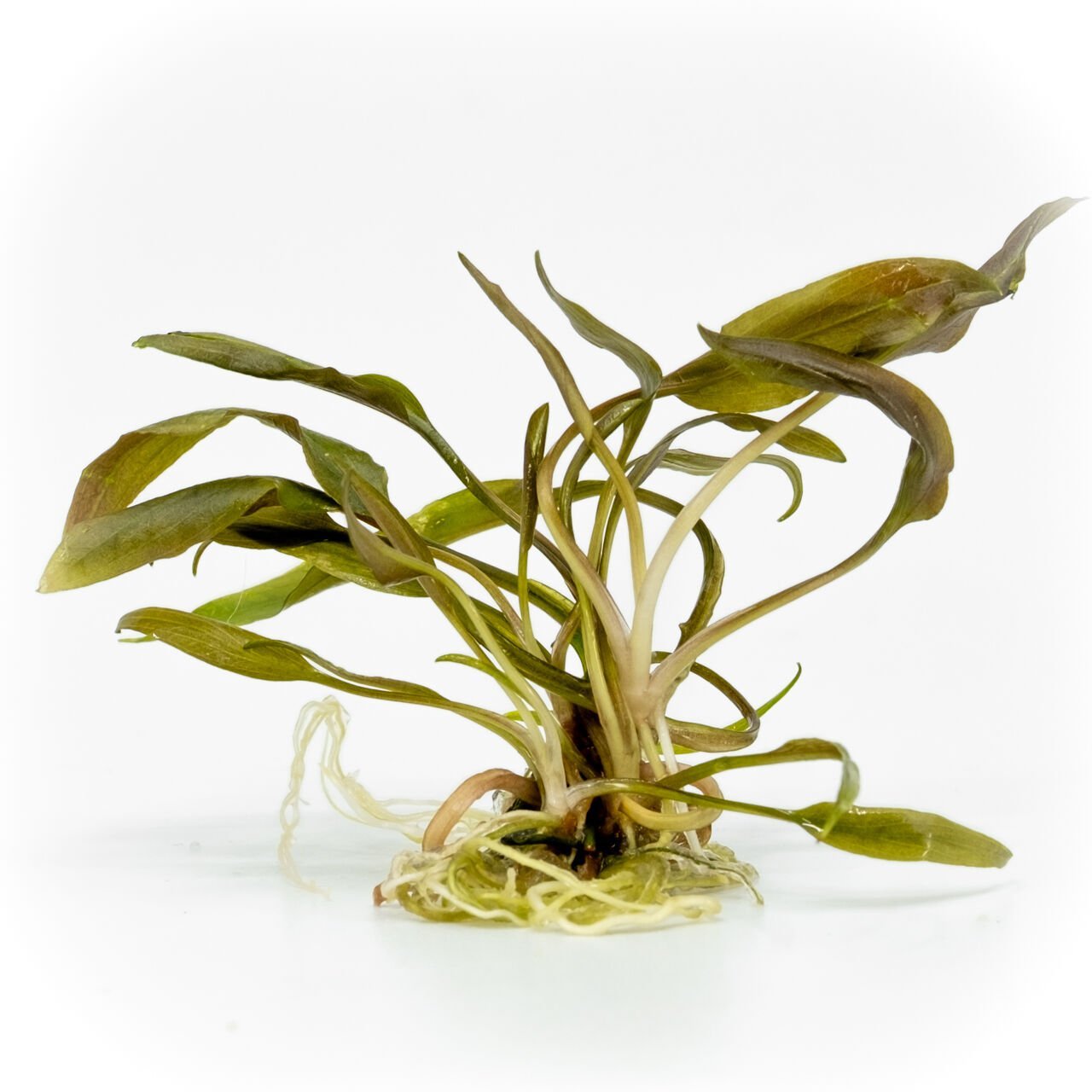 Cryptocoryne beckettii EXVITRO