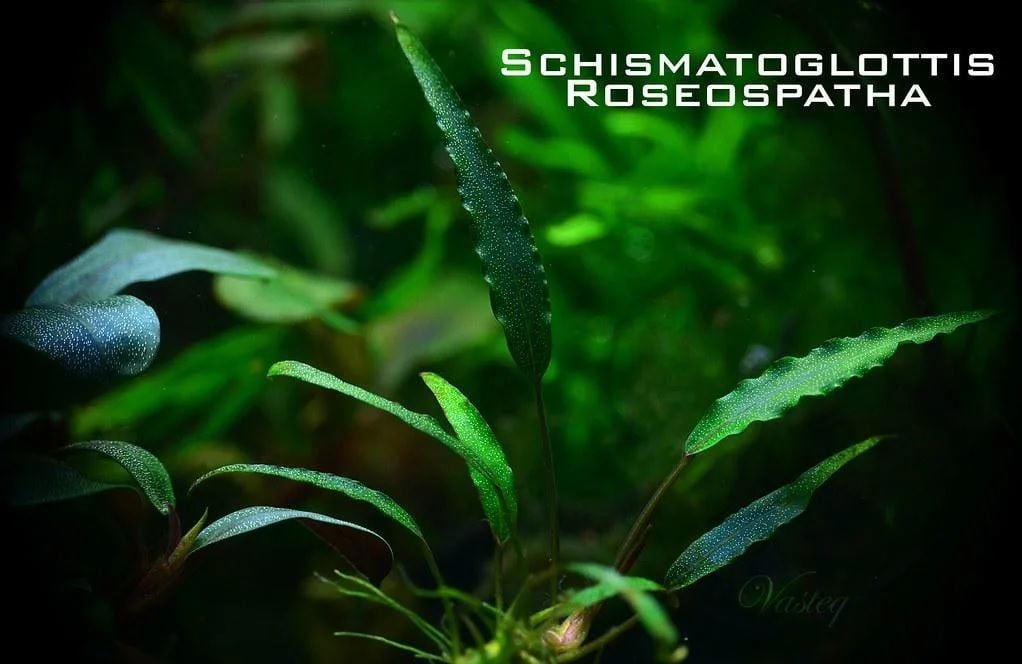 Schismatoglottis roseopathae ADET