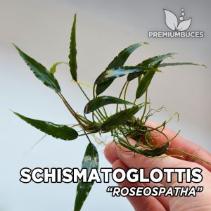 Schismatoglottis roseopathae ADET