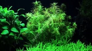 Didiplis diandra EXVITRO