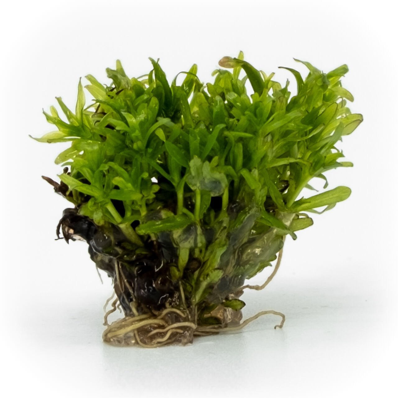 Didiplis diandra EXVITRO