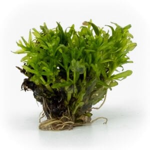 Didiplis diandra EXVITRO