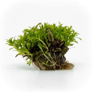 Didiplis diandra EXVITRO