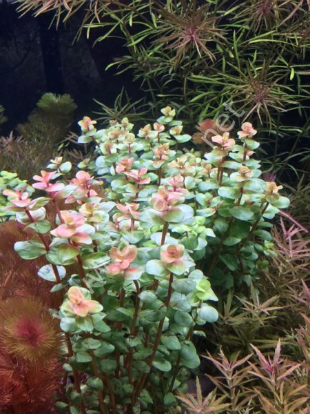 Rotala macrandra mini pink EXVITRO