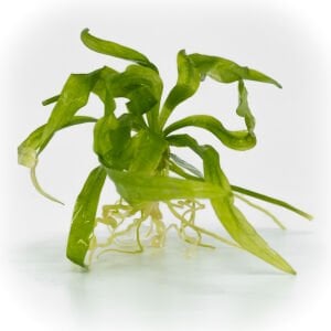 Echinodorus latifolius EXVITRO