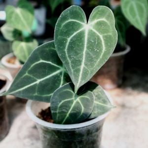 Anthurium Clarinervium Baby ÖN SİPARİŞ