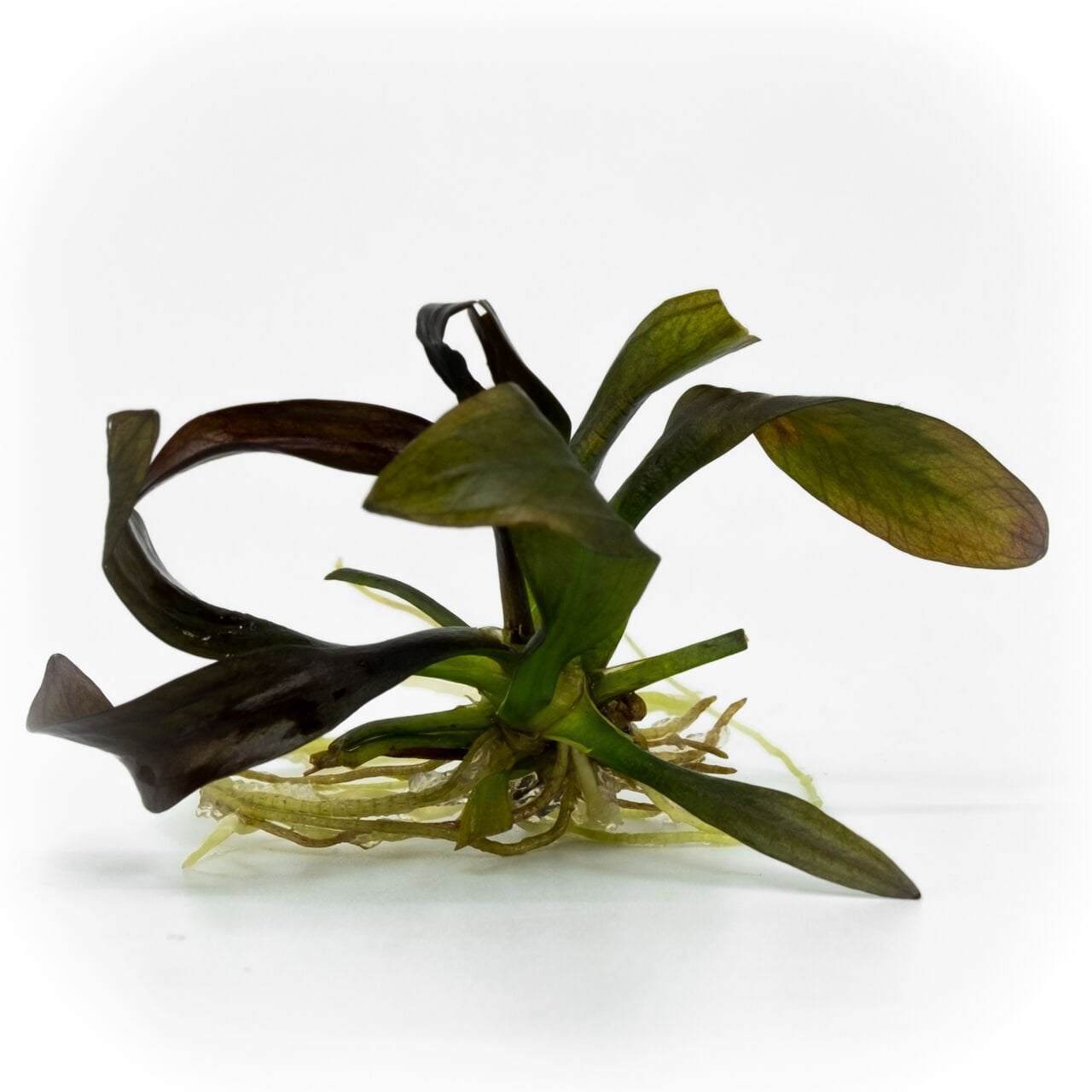 Echinodorus red diamond EXVITRO