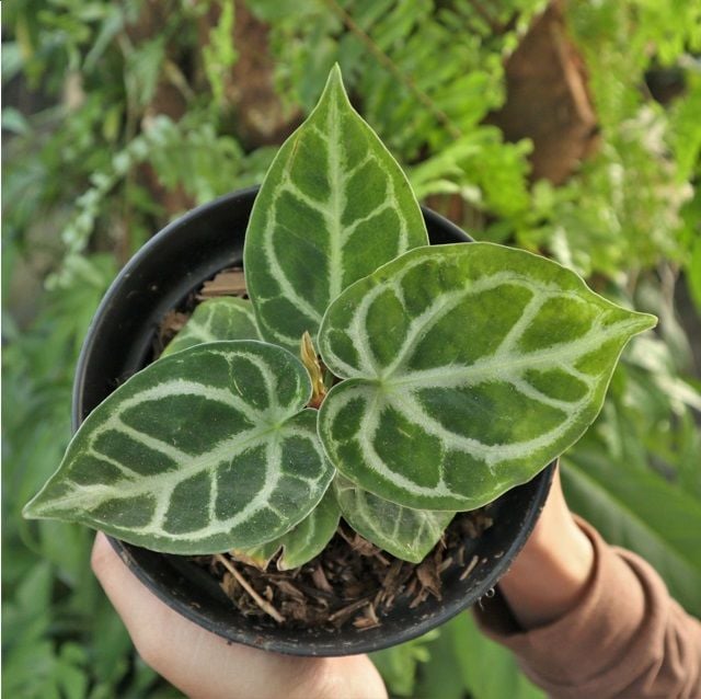 Anthurium Dorayaki ÖN SİPARİŞ