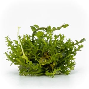 Gratiola viscidula EXVITRO