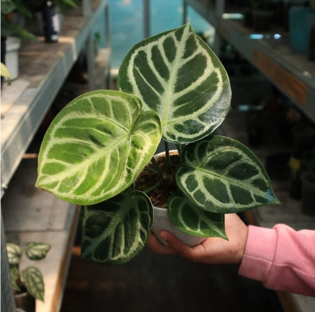 Anthurium Dorayaki Silver ÖN SİPARİŞ