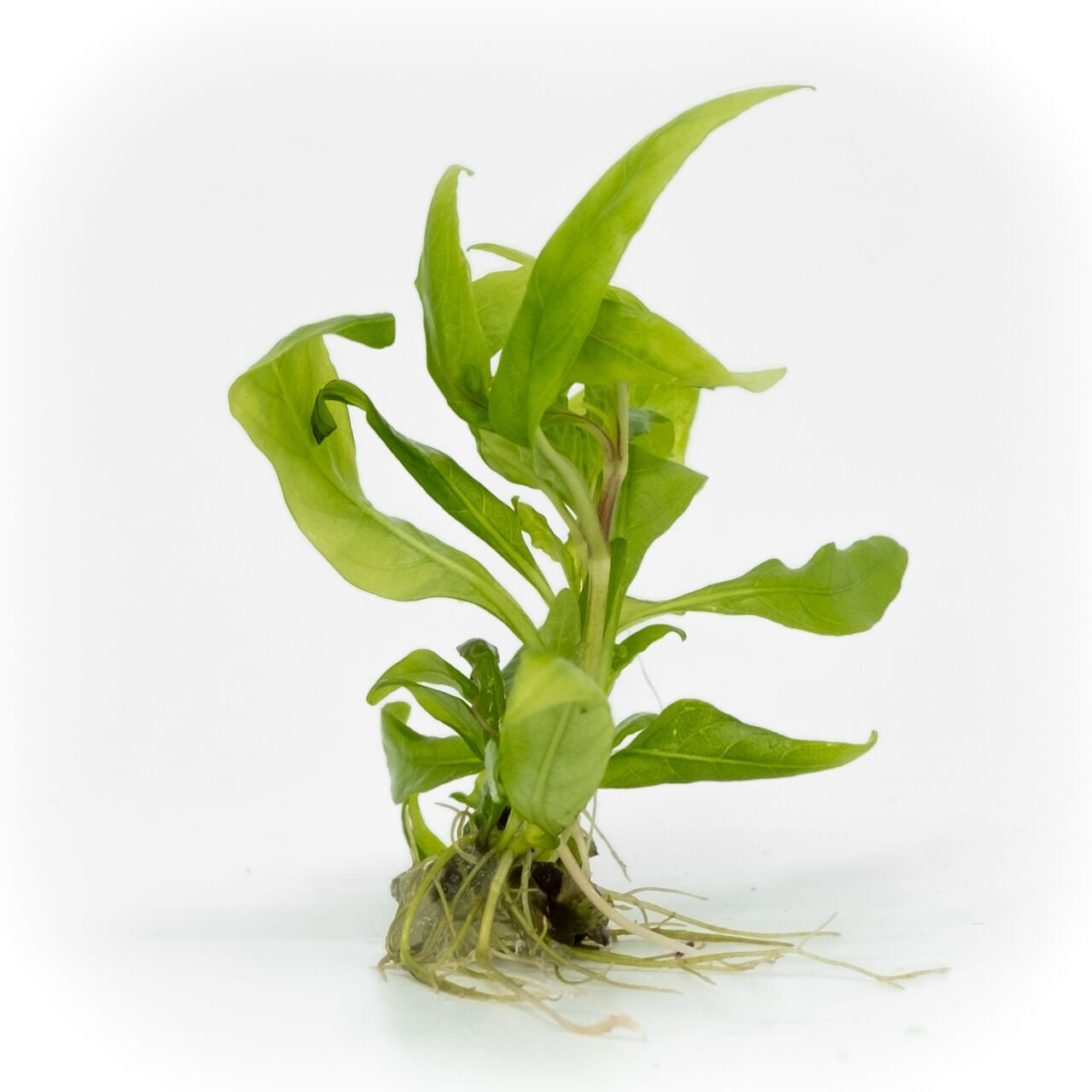 Hygrophila costata EXVITRO