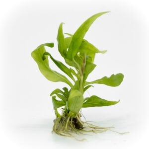 Hygrophila costata EXVITRO