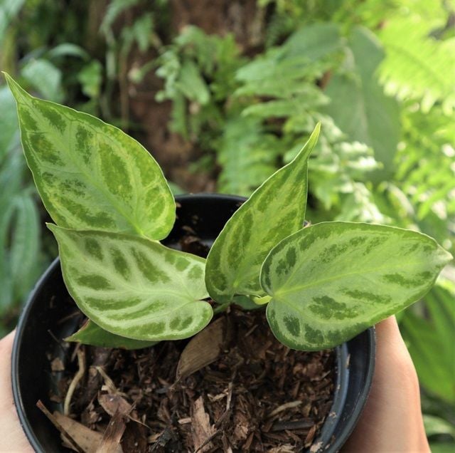 Anthurium Silver Blush ÖN SİPARİŞ