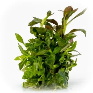 Limnophila aromatica EXVITRO