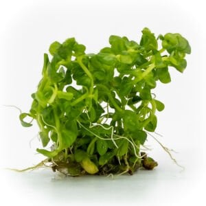 Lindernia rotundifolia aurea EXVITRO