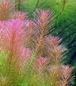 Rotala wallichi İTHAL BUKET 