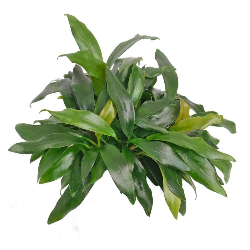 Anubias dragon claw ADET - ÖN SİPARİŞ