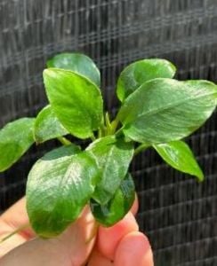 Anubias green panda ADET - ÖN SİPARİŞ