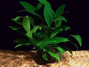 Anubias angustifolia ADET