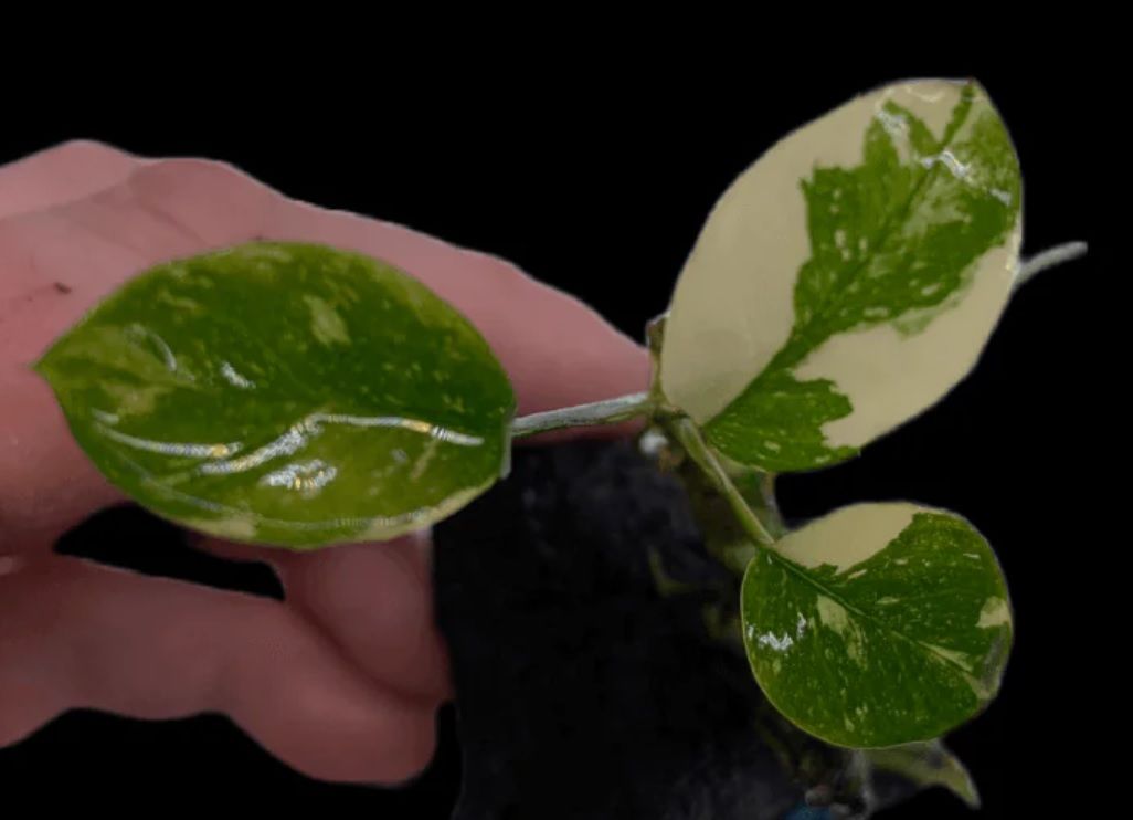 Anubias marble ADET - ÖN SİPARİŞ