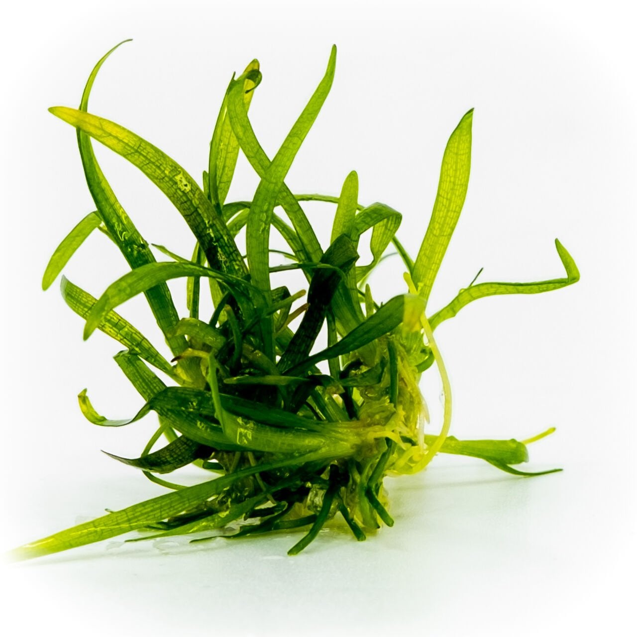 Sagittaria subulata EXVITRO