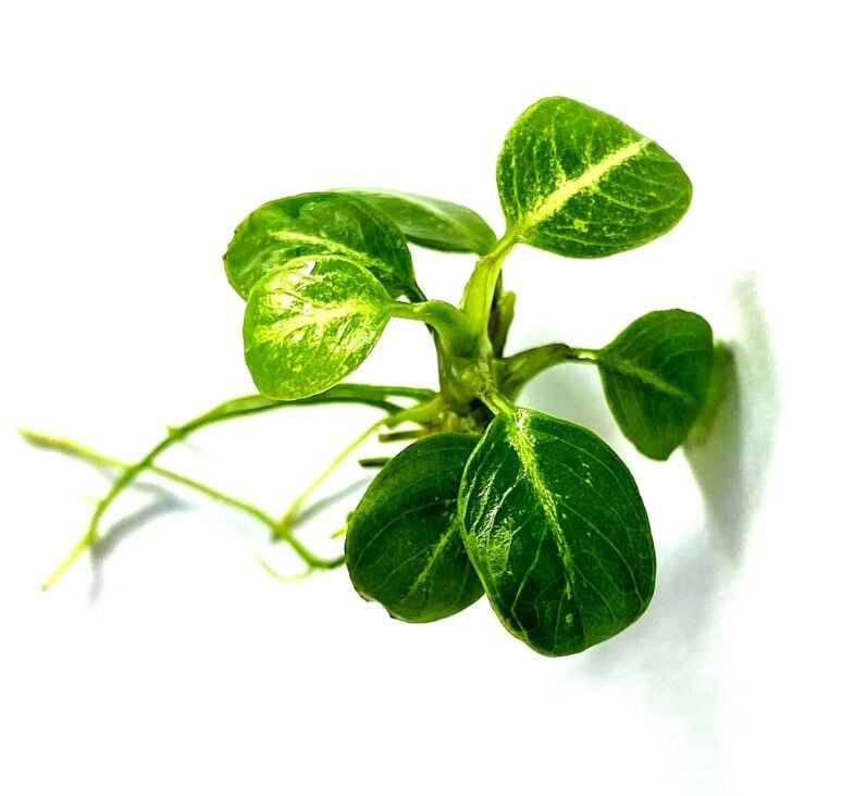 Anubias stardust ADET - ÖN SİPARİŞ