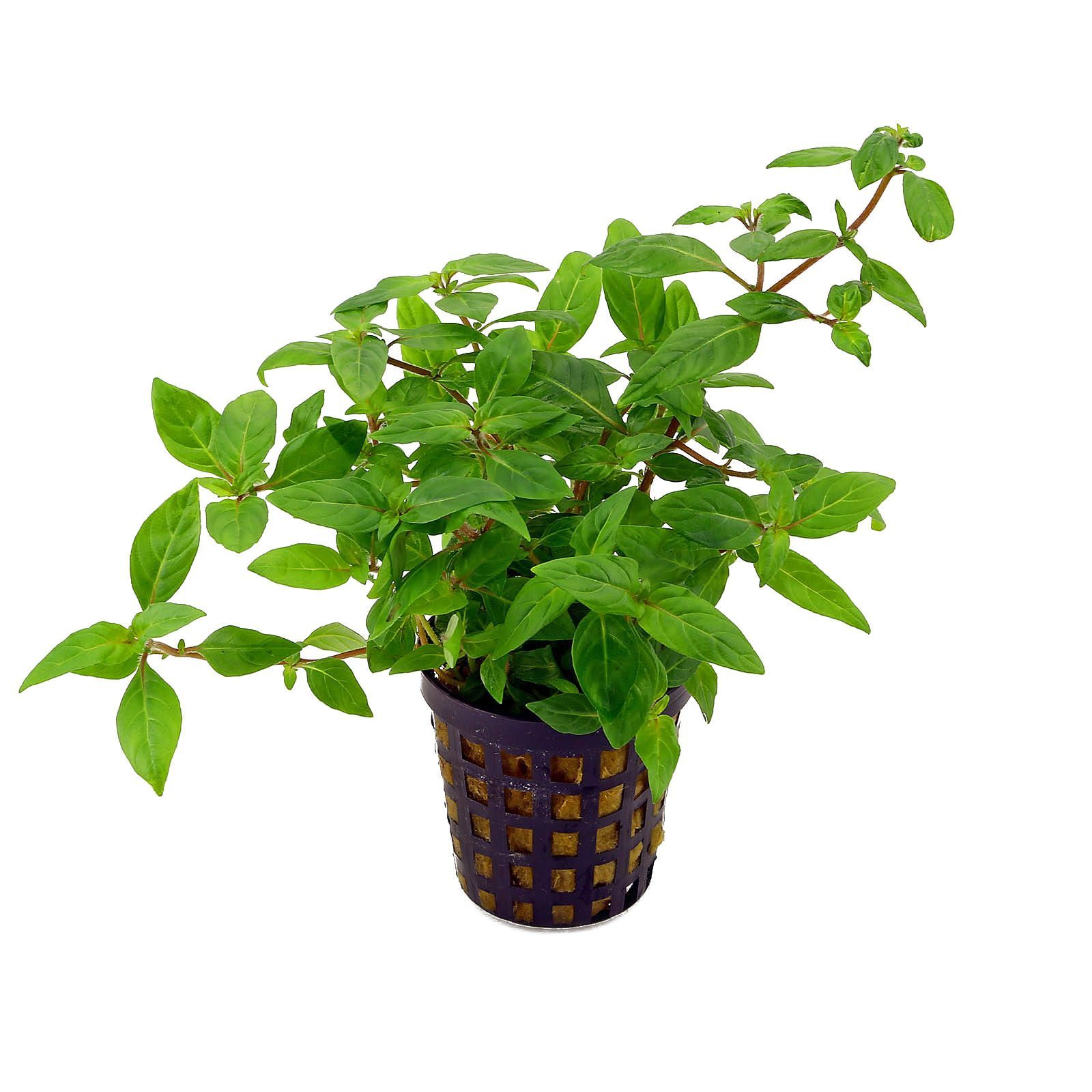 Staurogyne porto velho SAKSI