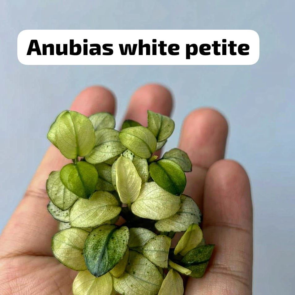 Anubias white petite ADET - ÖN SİPARİŞ