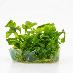 Anubias heterophylla mini EXVITRO