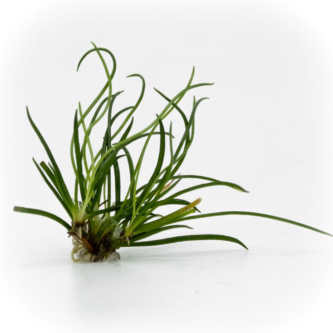 Littorella uniflora EXVITRO