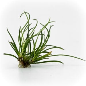 Littorella uniflora EXVITRO