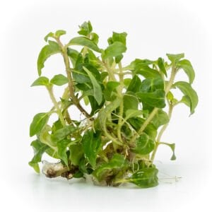 Staurogyne porto velho EXVITRO