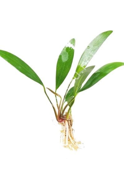 Anubias lanceolata EXVITRO