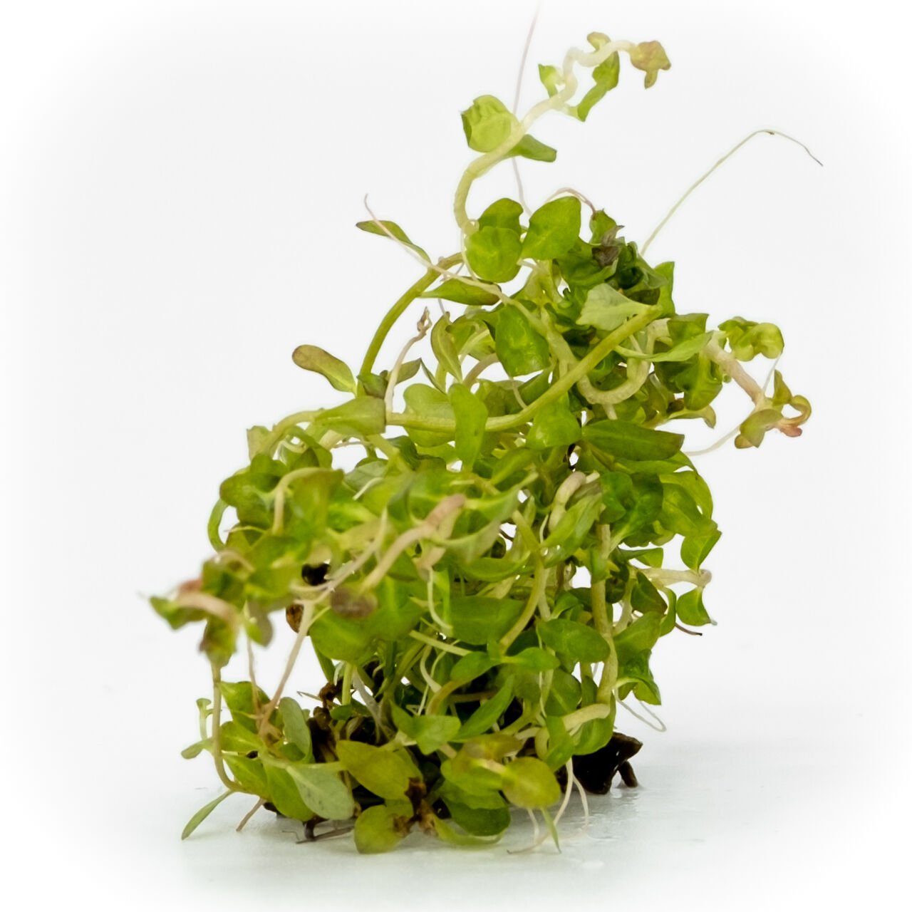 Ludwigia guinea EXVITRO