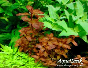 Ludwigia guinea EXVITRO