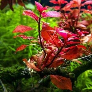 Ludwigia mini super red EXVITRO