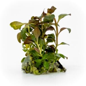 Ludwigia palustris red EXVITRO