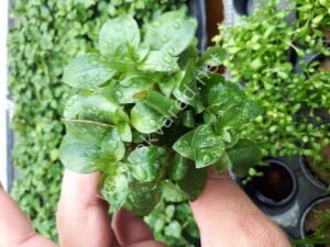 Ludwigia palustris red EXVITRO