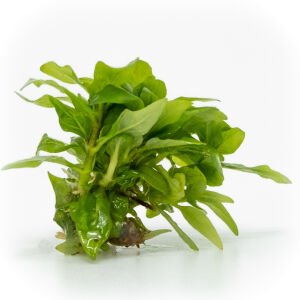 Staurogyne repens EXVITRO