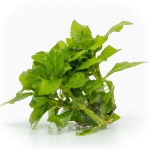 Staurogyne repens EXVITRO