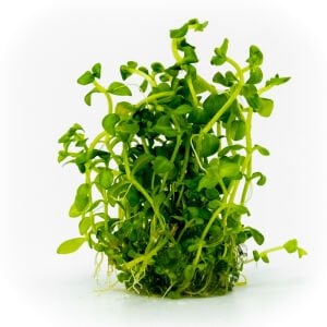 Lindernia rotundifolia EXVITRO