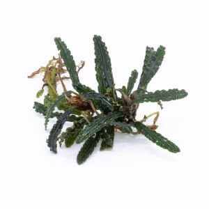 Bucephalandra catherinae 20x30cm kutu ÖN SİPARİŞ