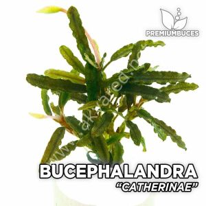 Bucephalandra catherinae 20x30cm kutu ÖN SİPARİŞ