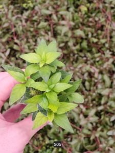 Staurogyne sao paulo SAKSI